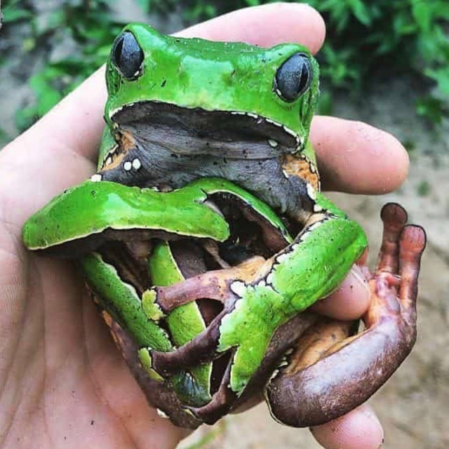 Phyllomedusa bicolor